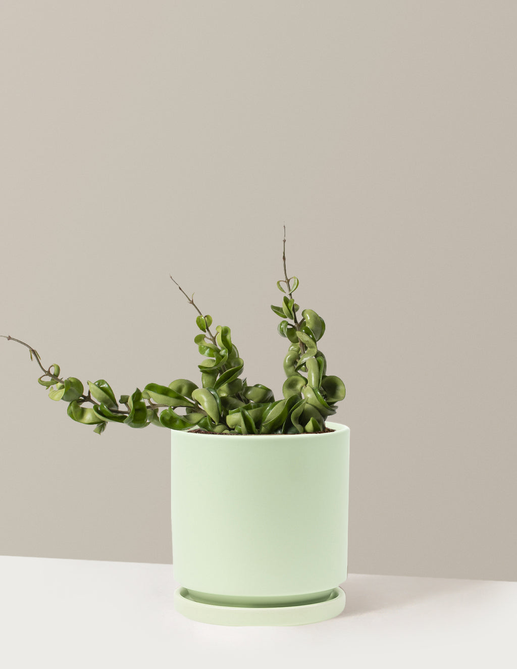 bundle | Medium | Isabella | Sage