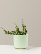 bundle | Medium | Isabella | Sage