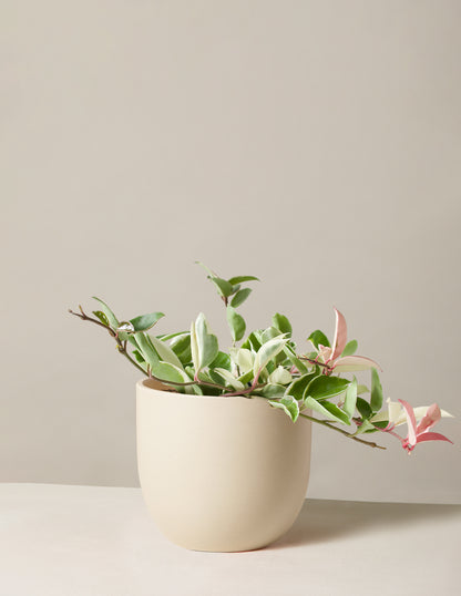 Hoya Carnosa Tricolor