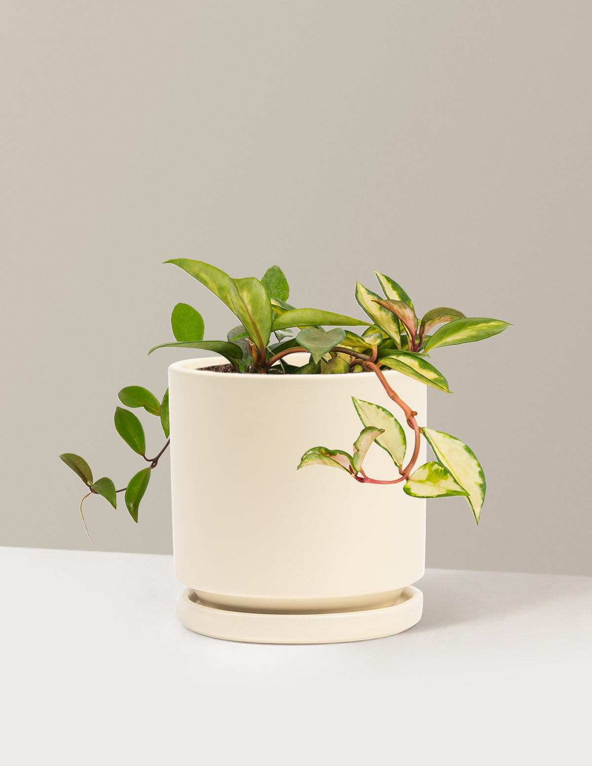 Hoya Carnosa Tricolor | Unique, rare, vining houseplants for
