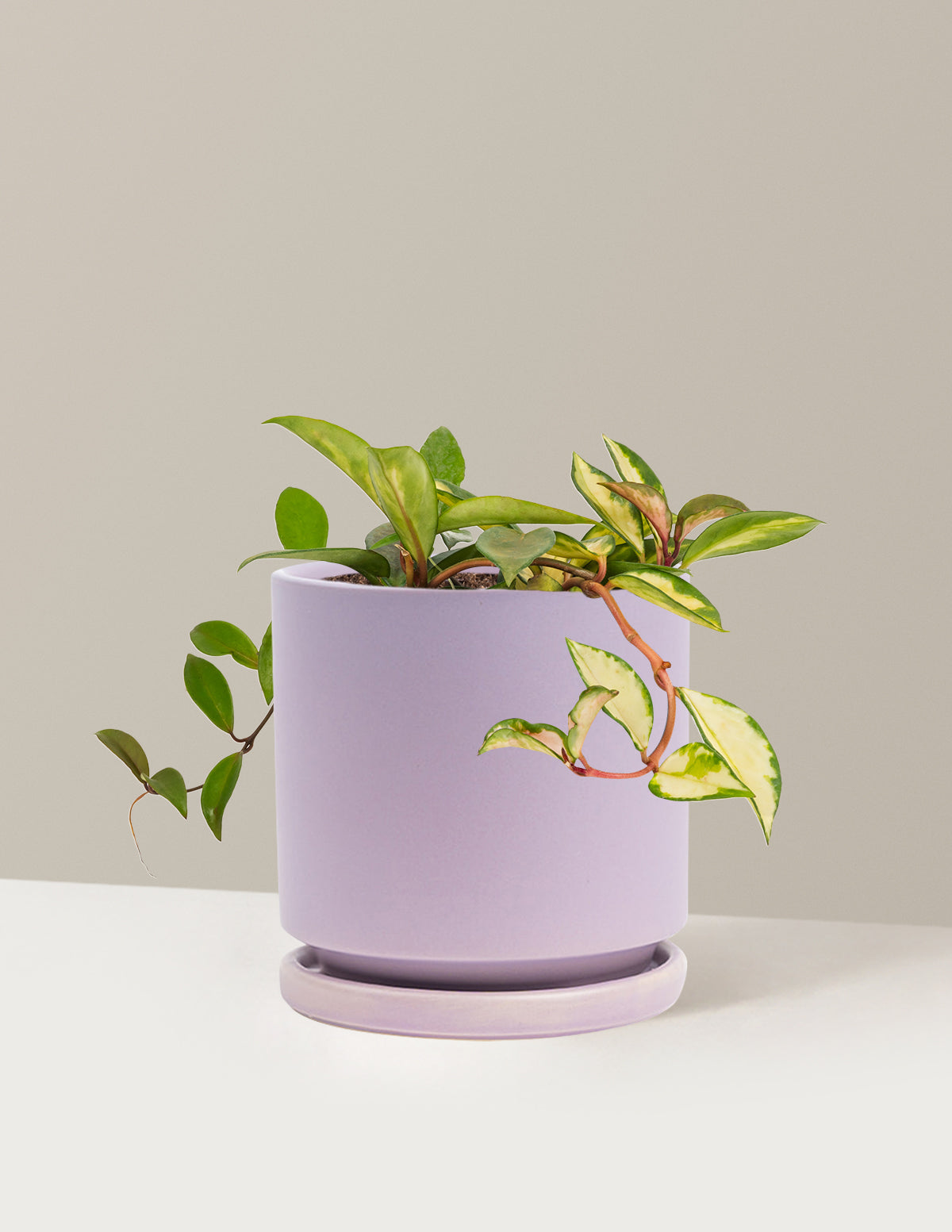 files/the-sill_Medium-Hoya-Tricolor_Medium_Isabella_Lavender_Variant.jpg
