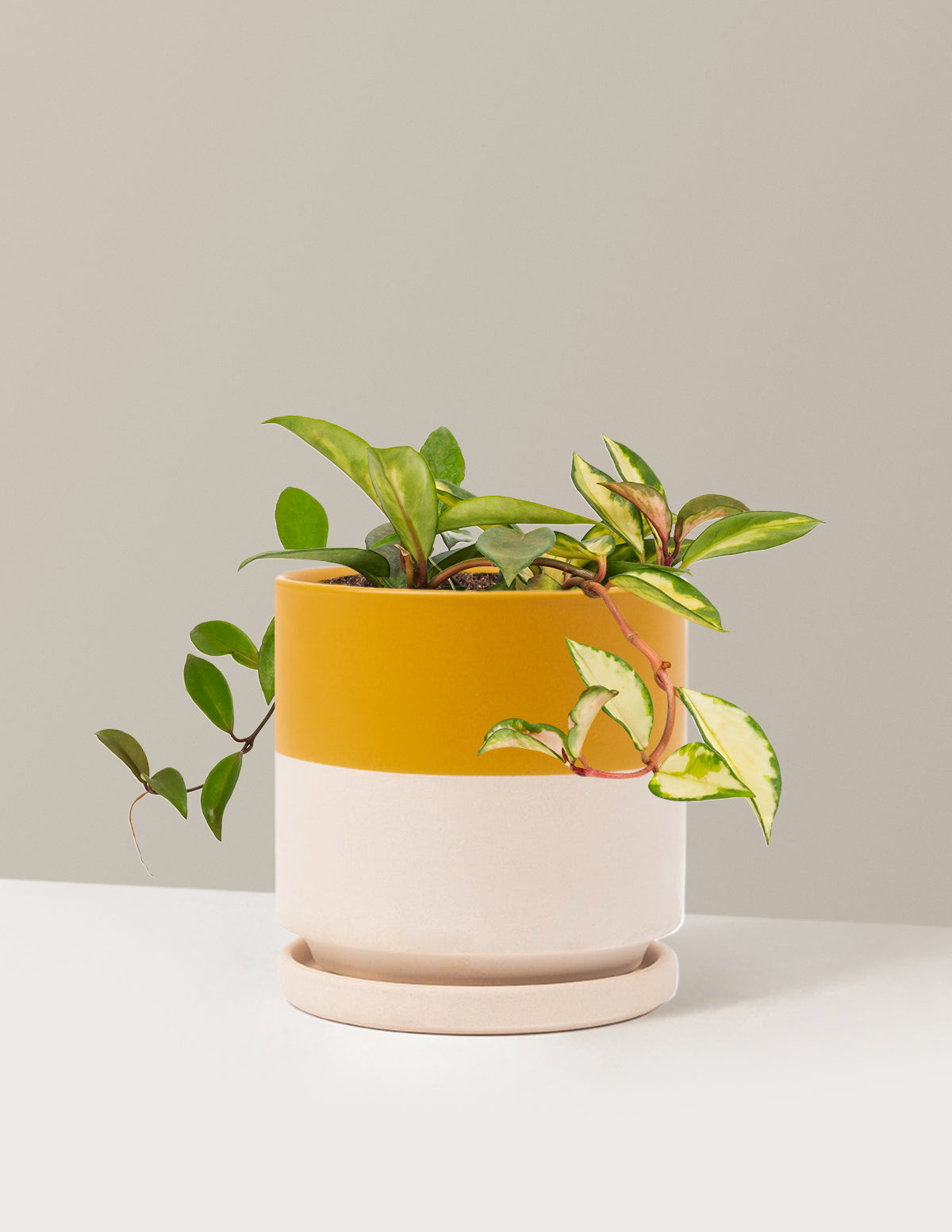 files/the-sill_Medium-Hoya-Tricolor_Medium_Isabella_Top-Half-Mustard_Variant_ca051b46-4b6c-46d2-8a8d-04040e1dd405.jpg