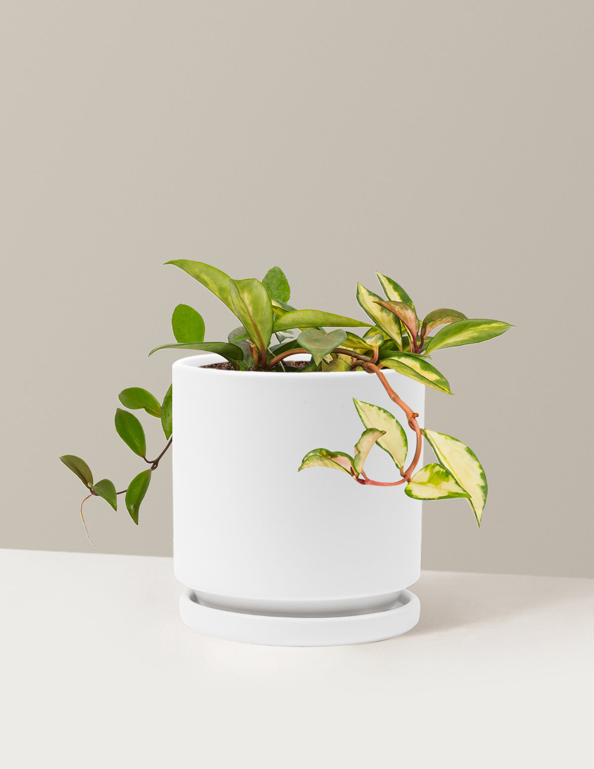 The Sill Hoya Carnosa