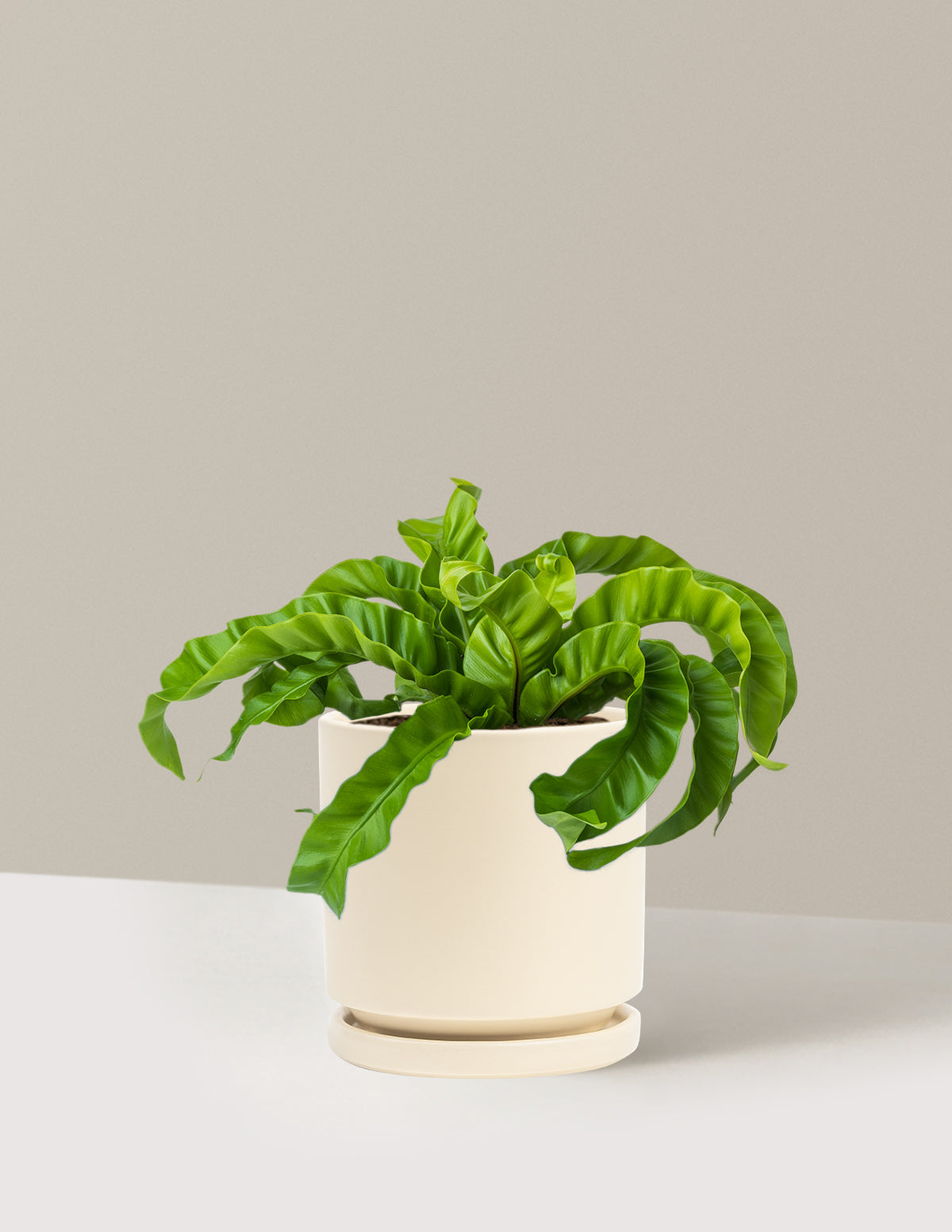 Hurricane Fern