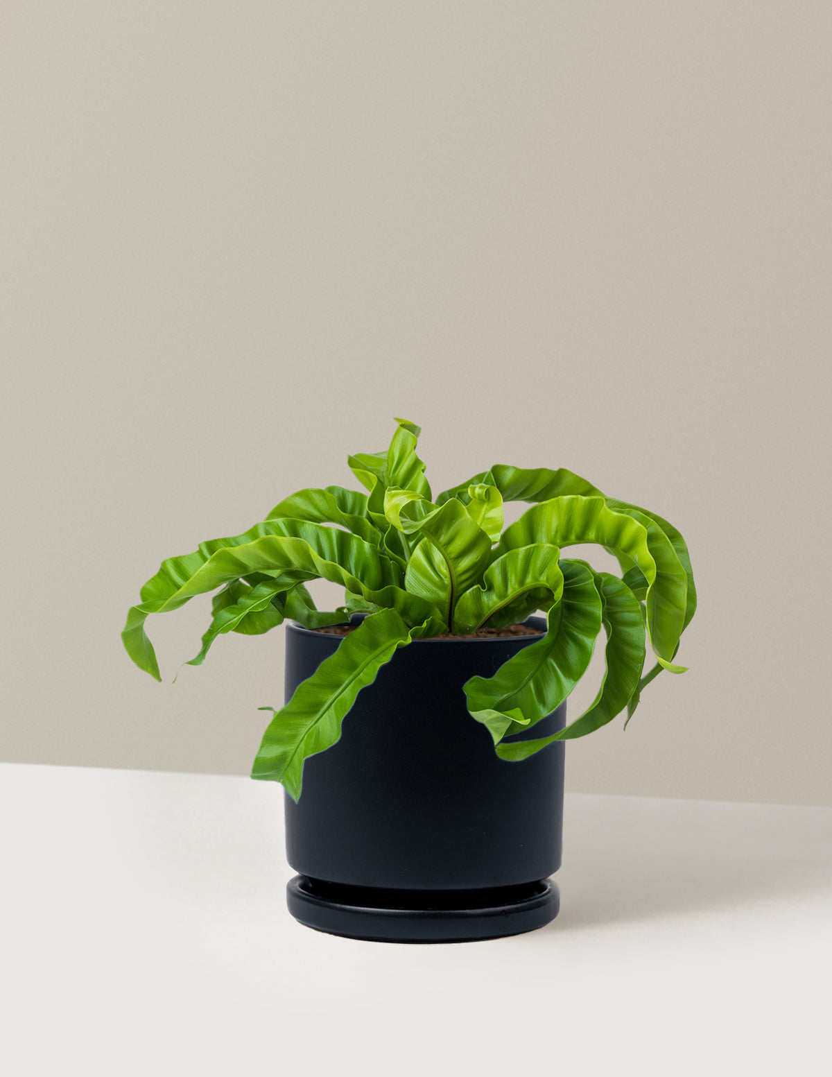 Hurricane Fern