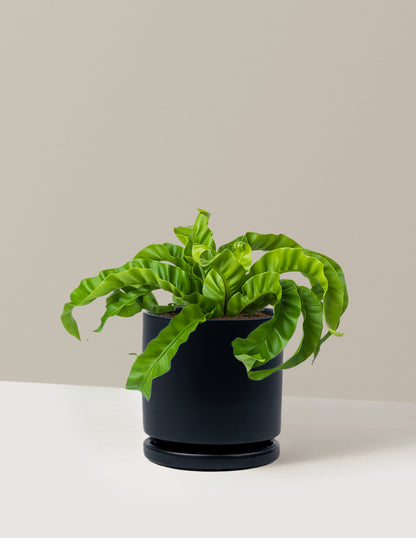 Hurricane Fern