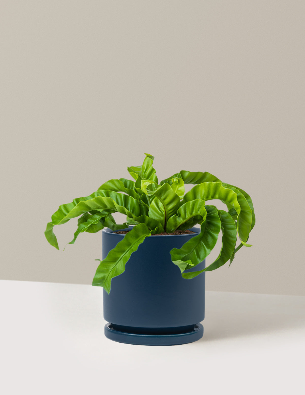 Hurricane Fern
