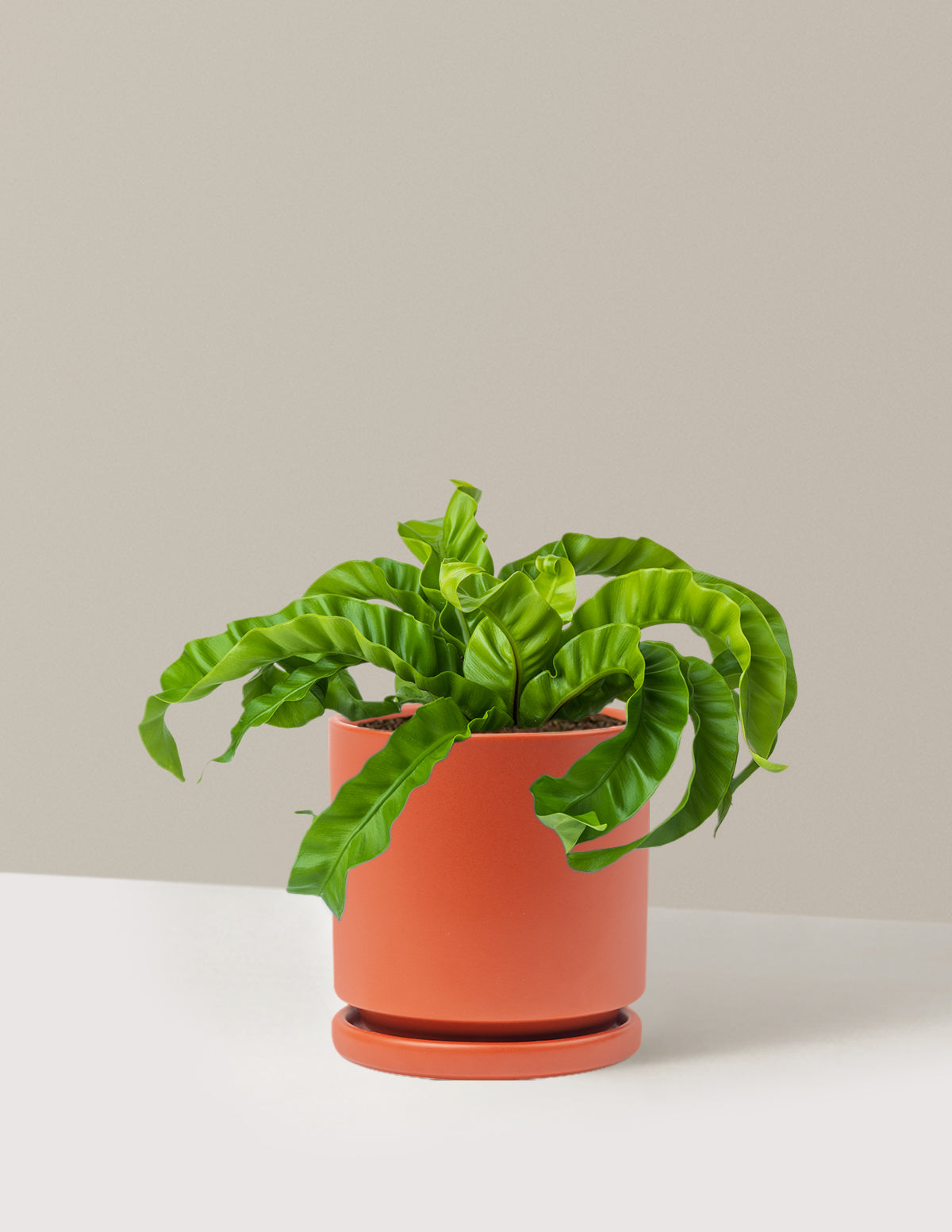 Hurricane Fern