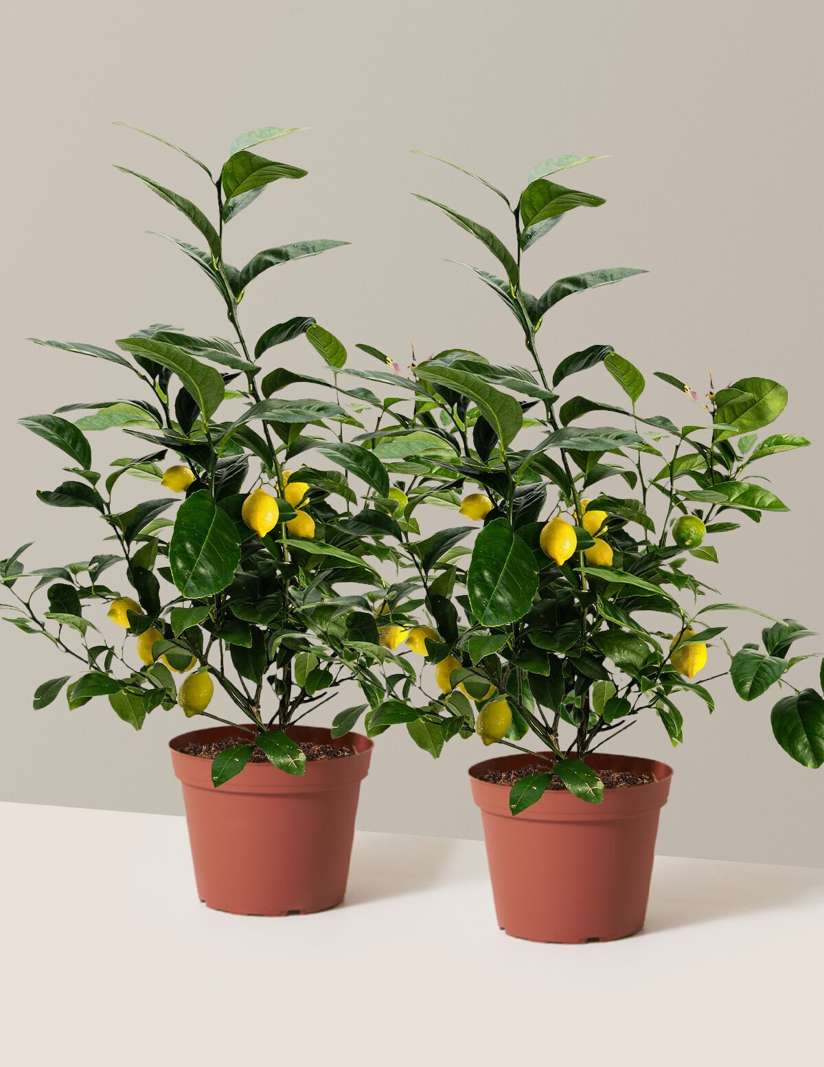Meyer Lemon