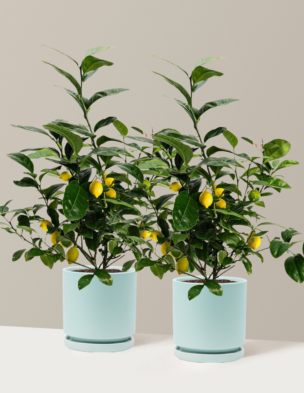 Meyer Lemon