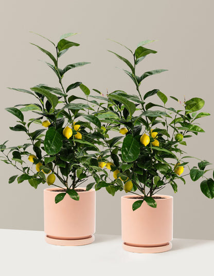 Meyer Lemon