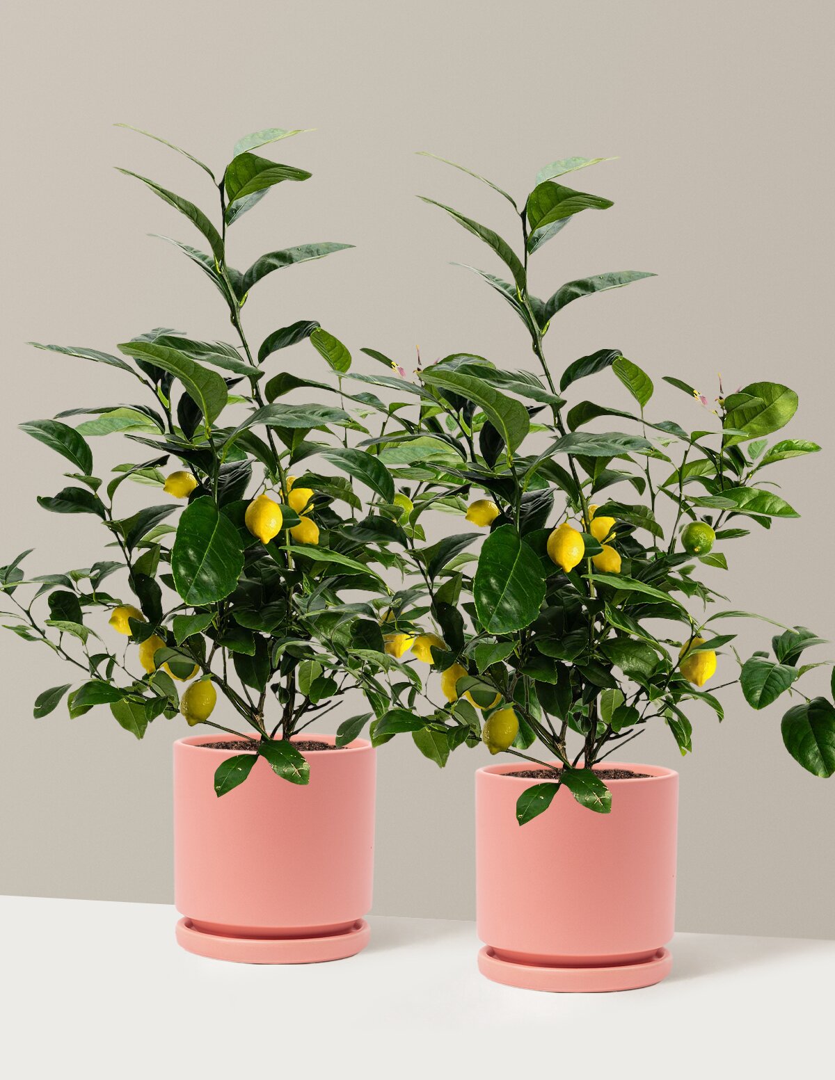 Meyer Lemon