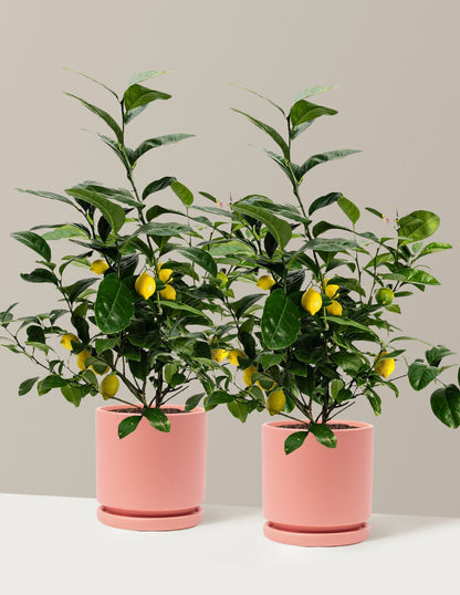 Meyer Lemon