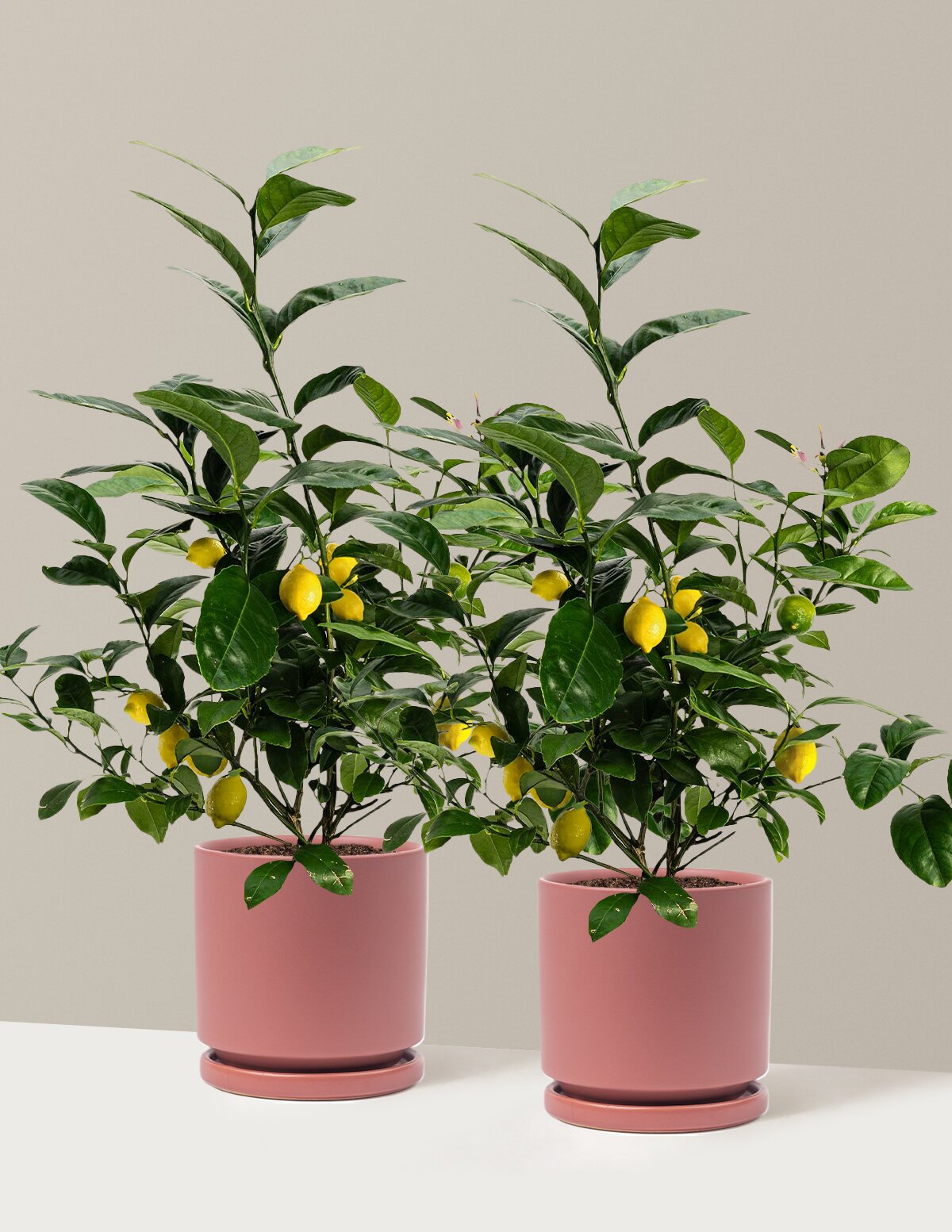 Meyer Lemon