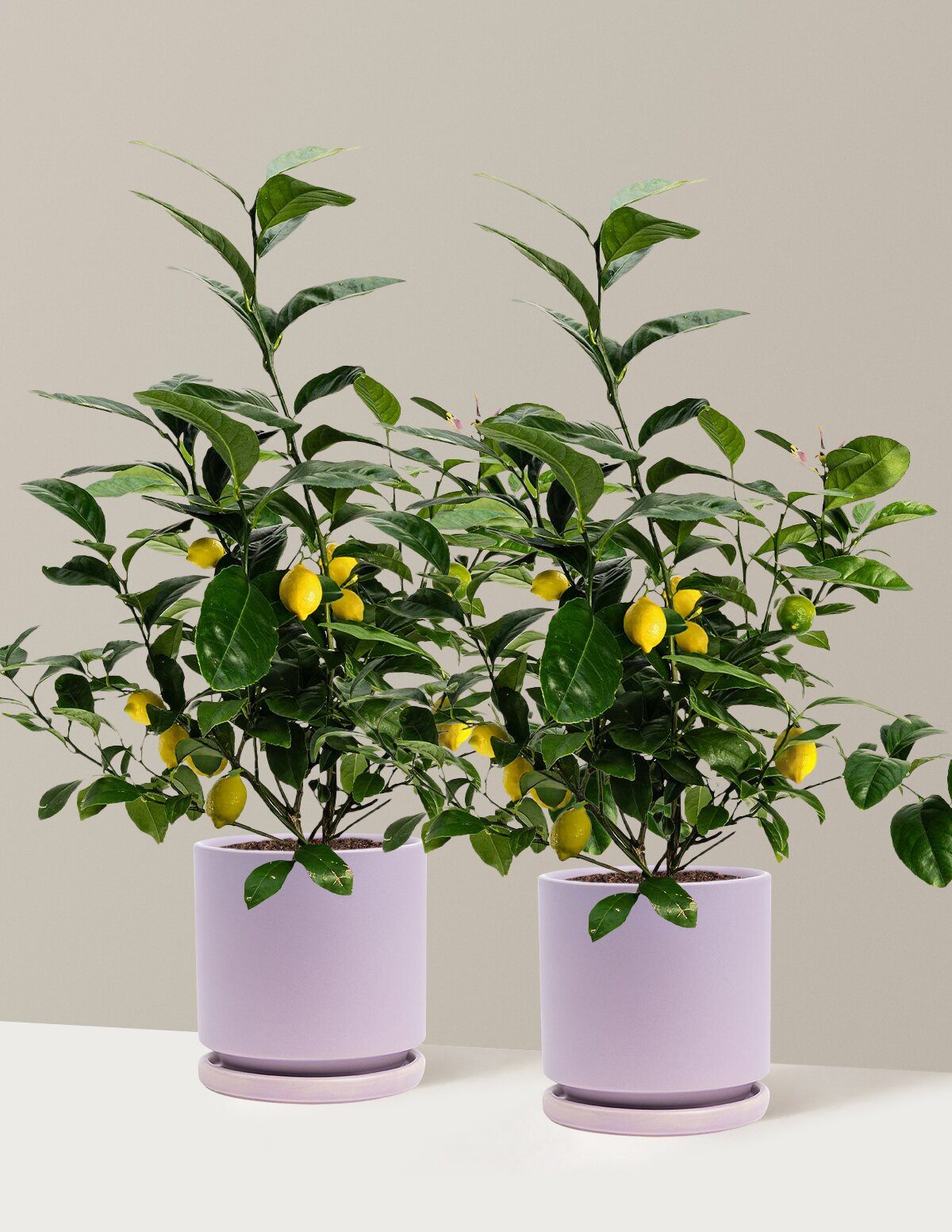 Meyer Lemon