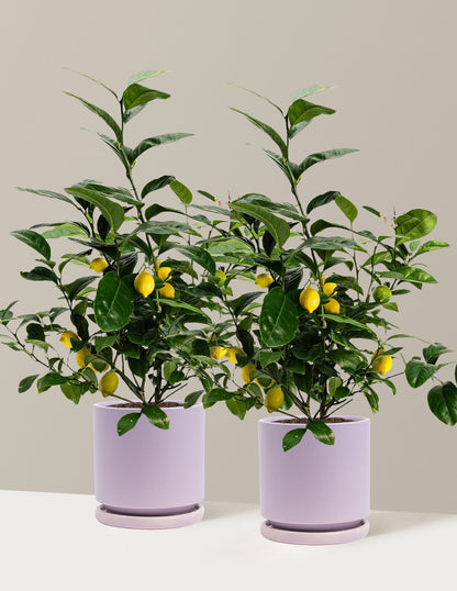 Meyer Lemon