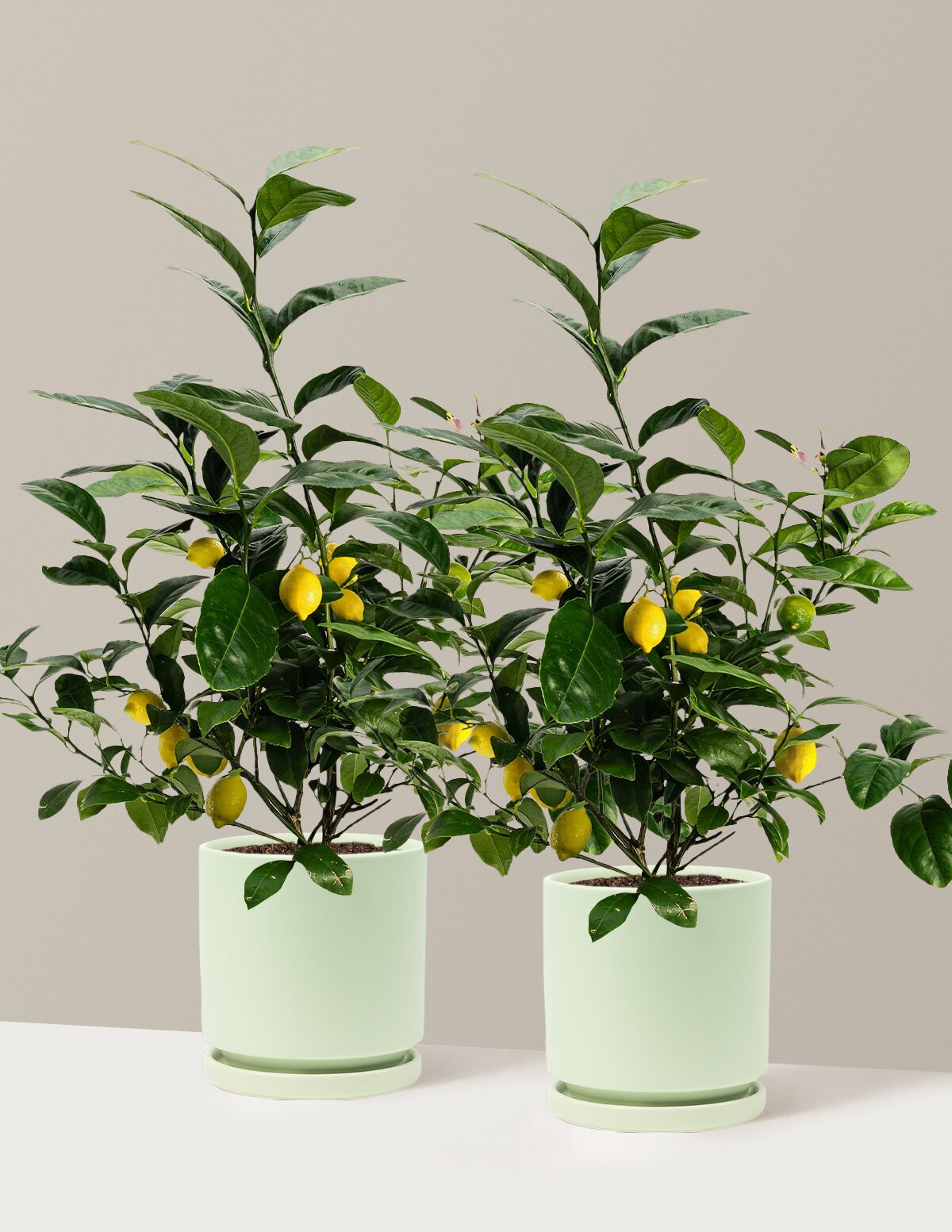 Meyer Lemon