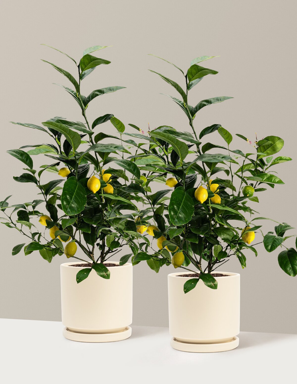 Meyer Lemon