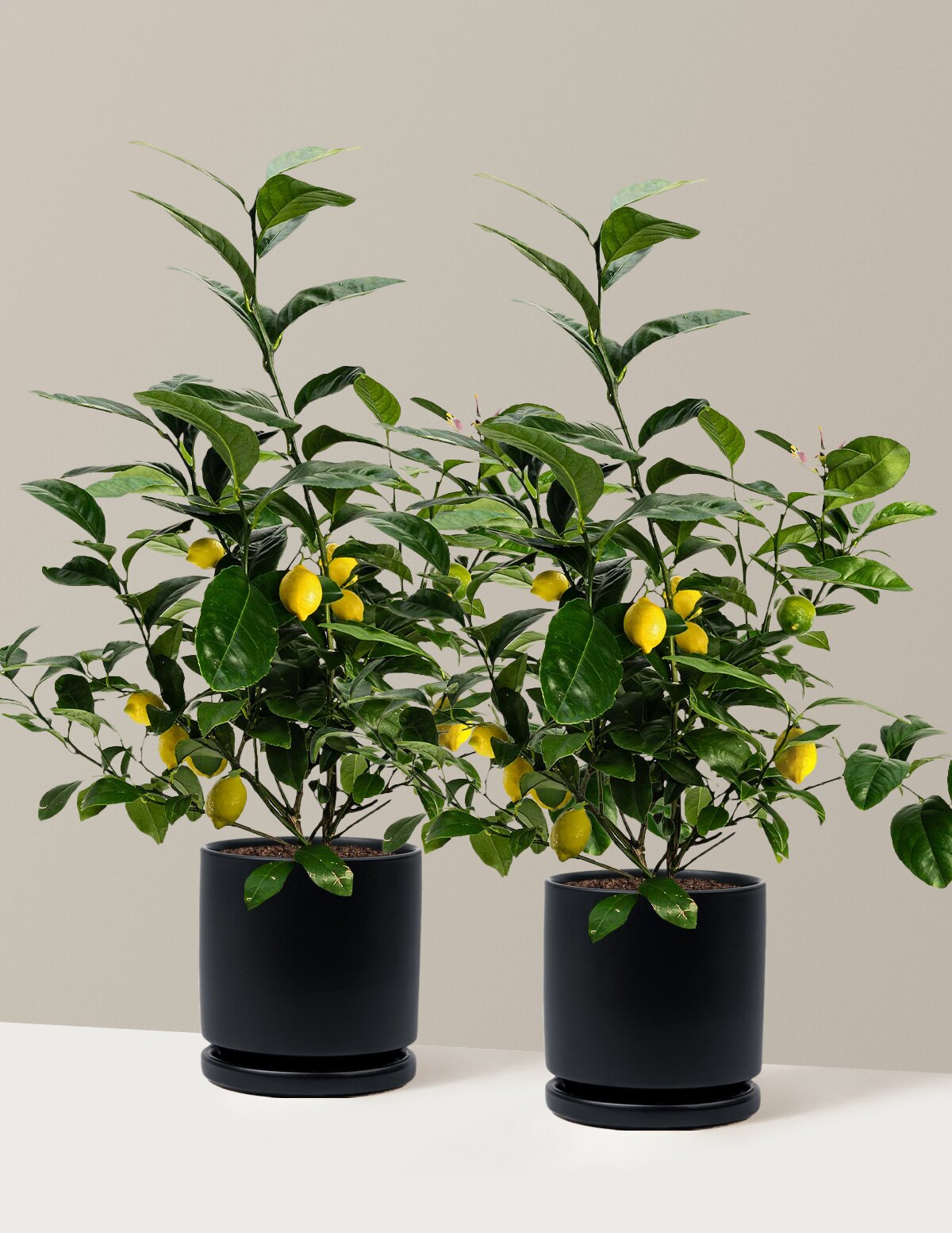 Meyer Lemon