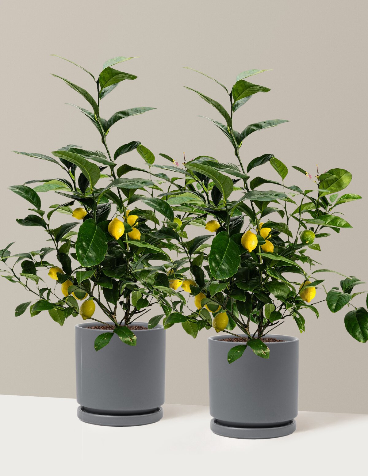 Meyer Lemon