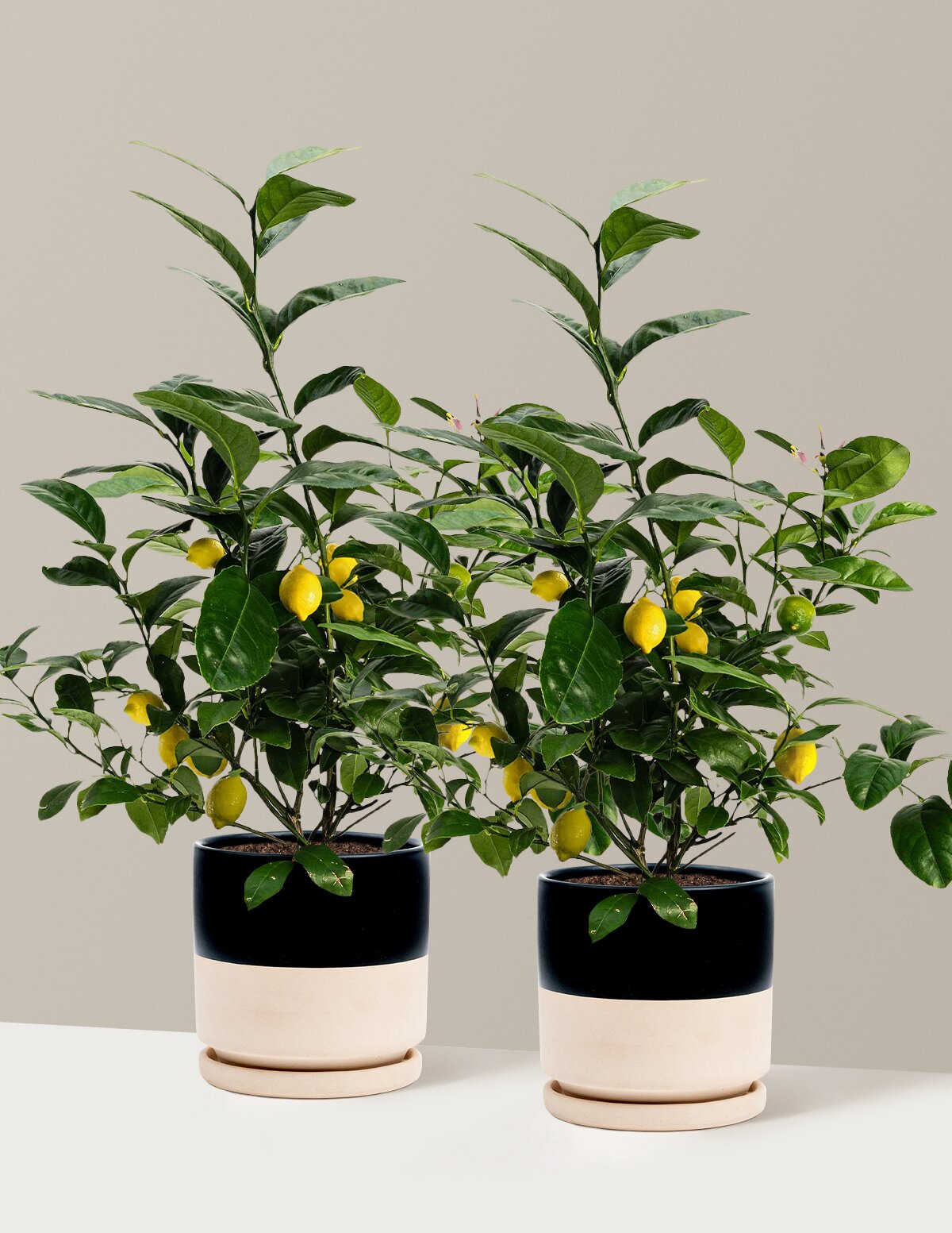 Meyer Lemon