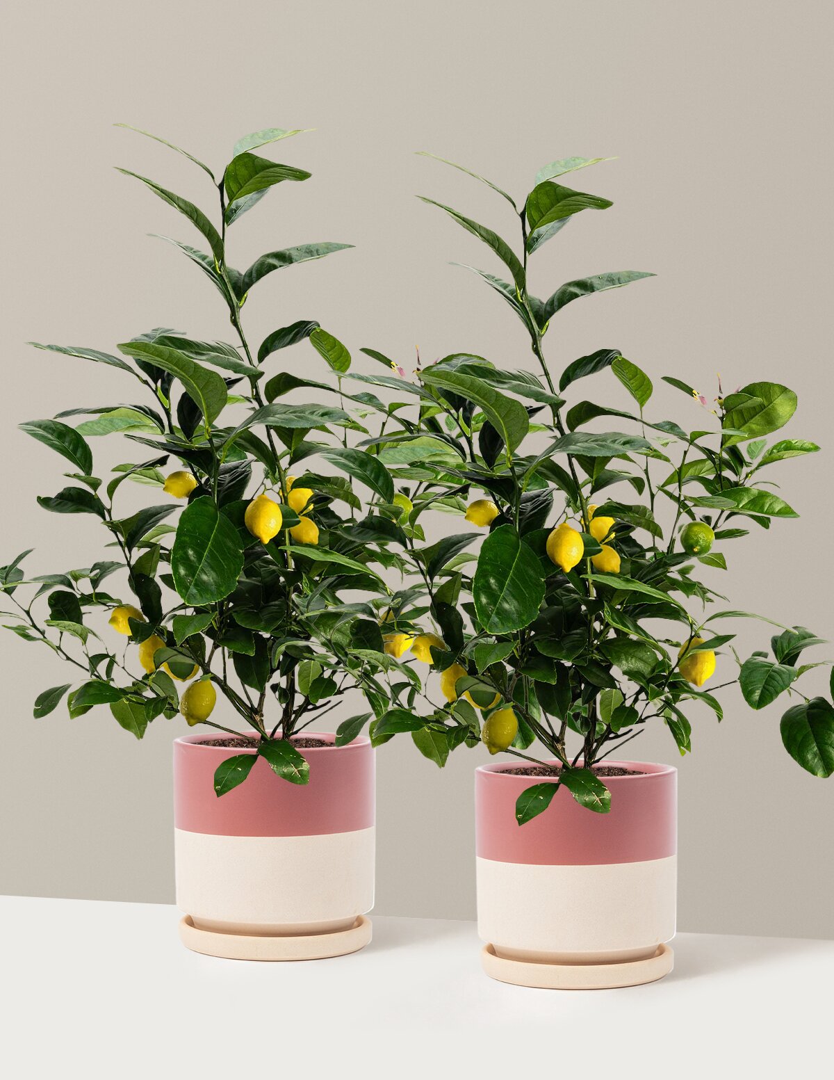 Meyer Lemon