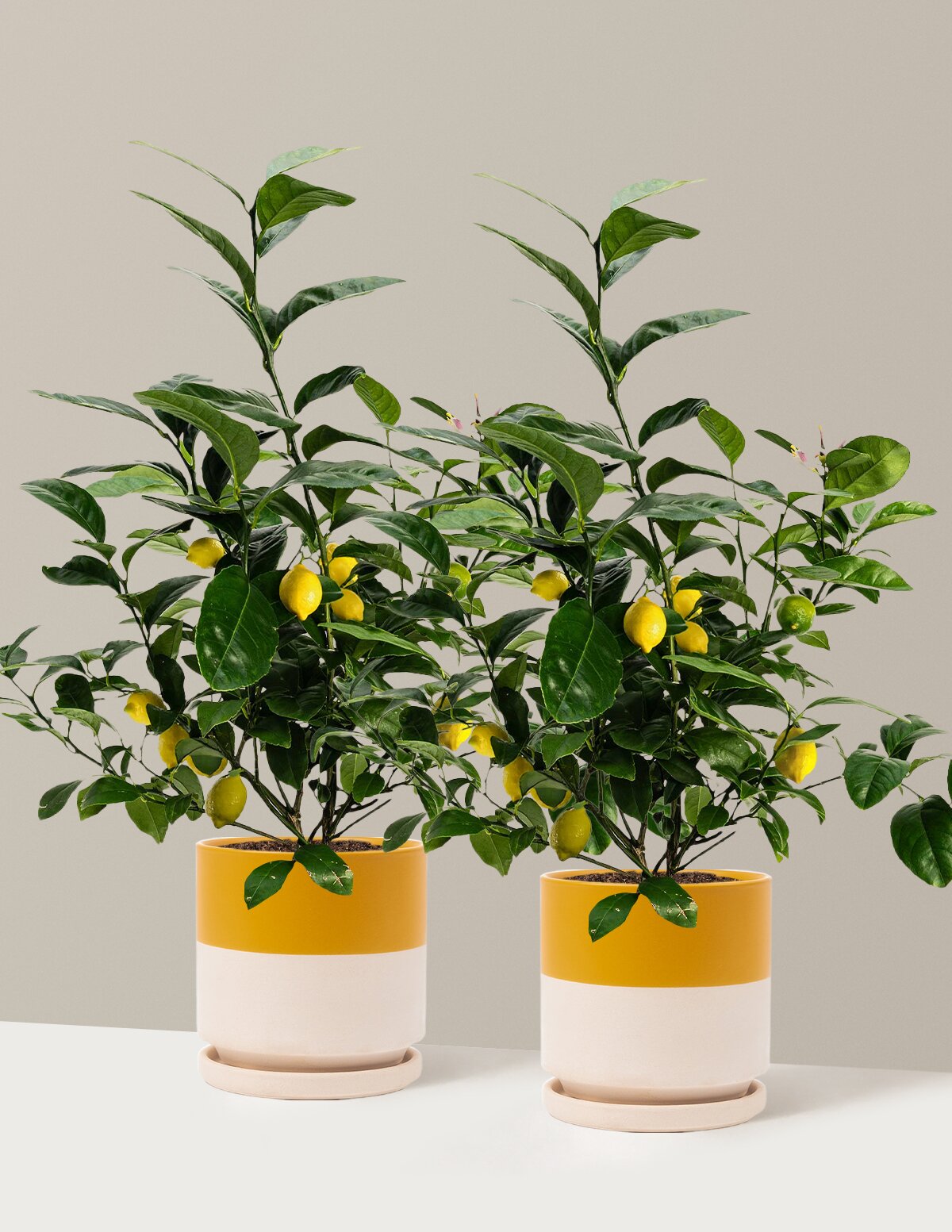 Meyer Lemon