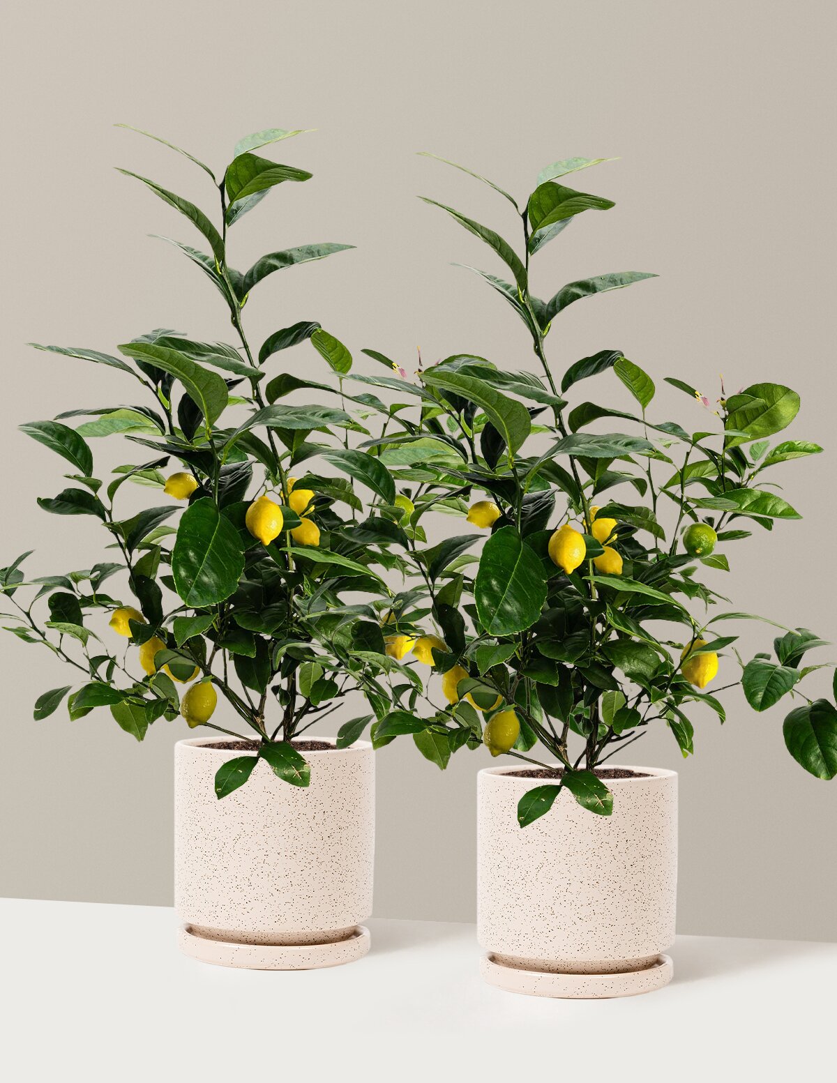 Meyer Lemon