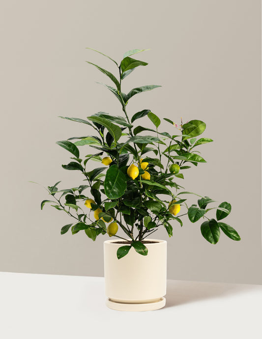 Meyer Lemon Bush