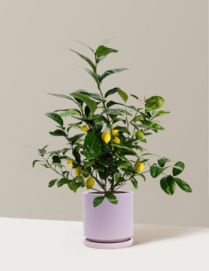 Improved Meyer Lemon Bush