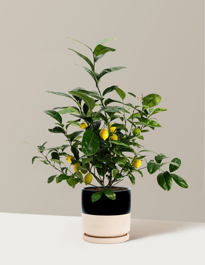 Improved Meyer Lemon Bush