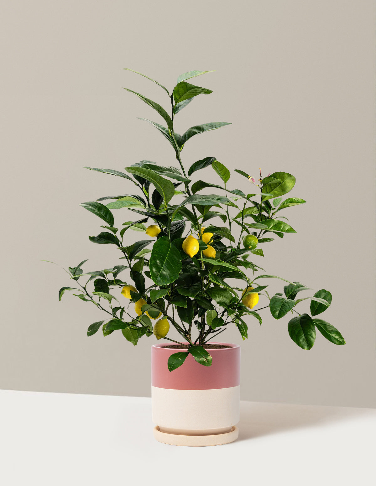 myer indoor plants 10-Pack Meyer Lemon with Planter | Bush with Planter - 1 Gallon 2-Pack | Isabella
