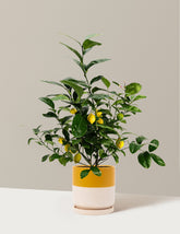 Improved Meyer Lemon Bush