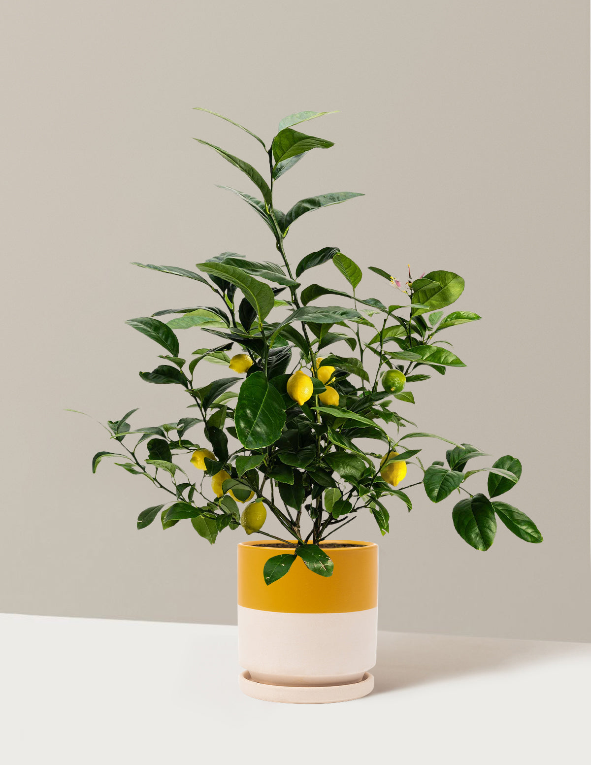 bundle | 1 Gallon | Isabella | Top Half Mustard