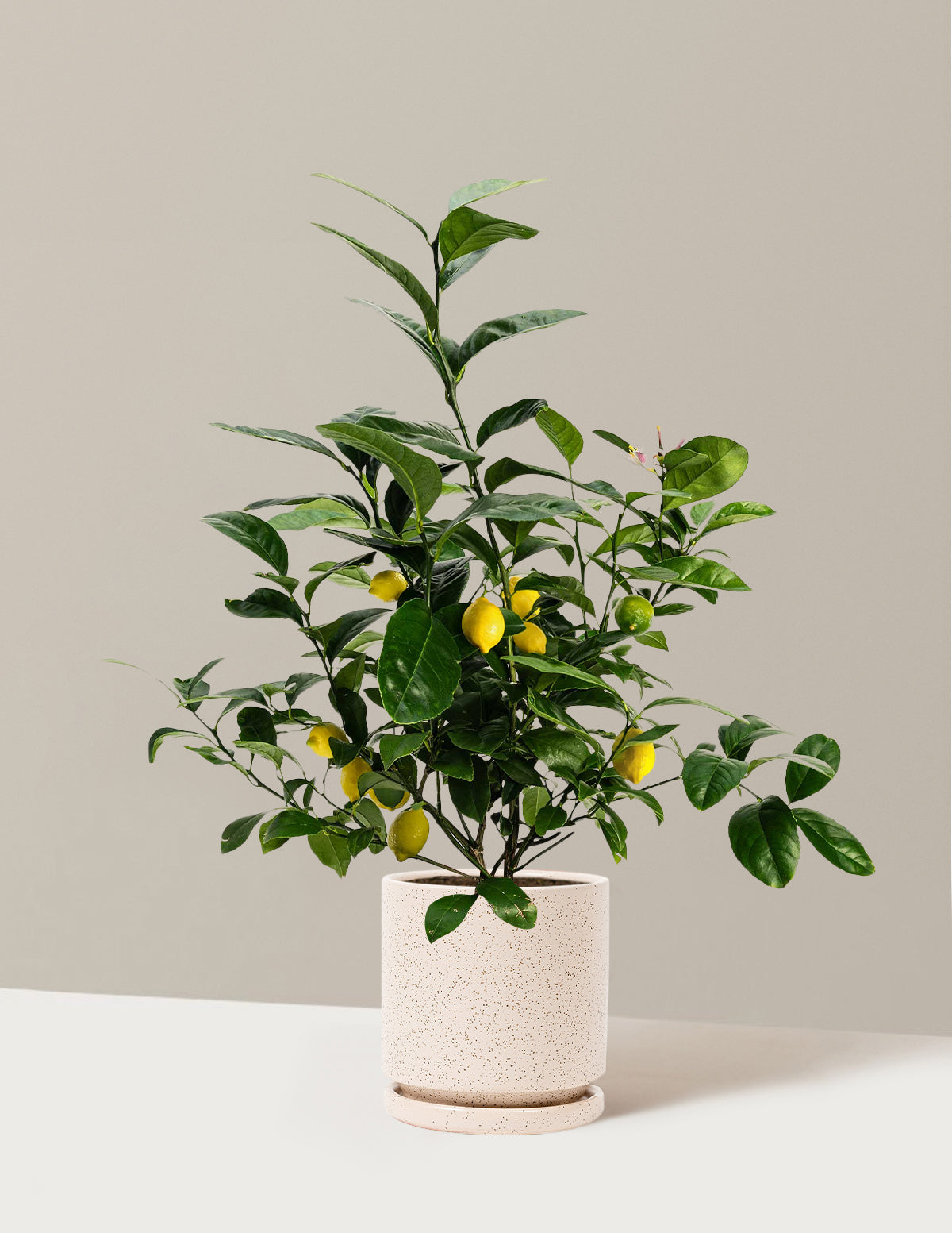 bundle | 1 Gallon | Isabella | White Sesame