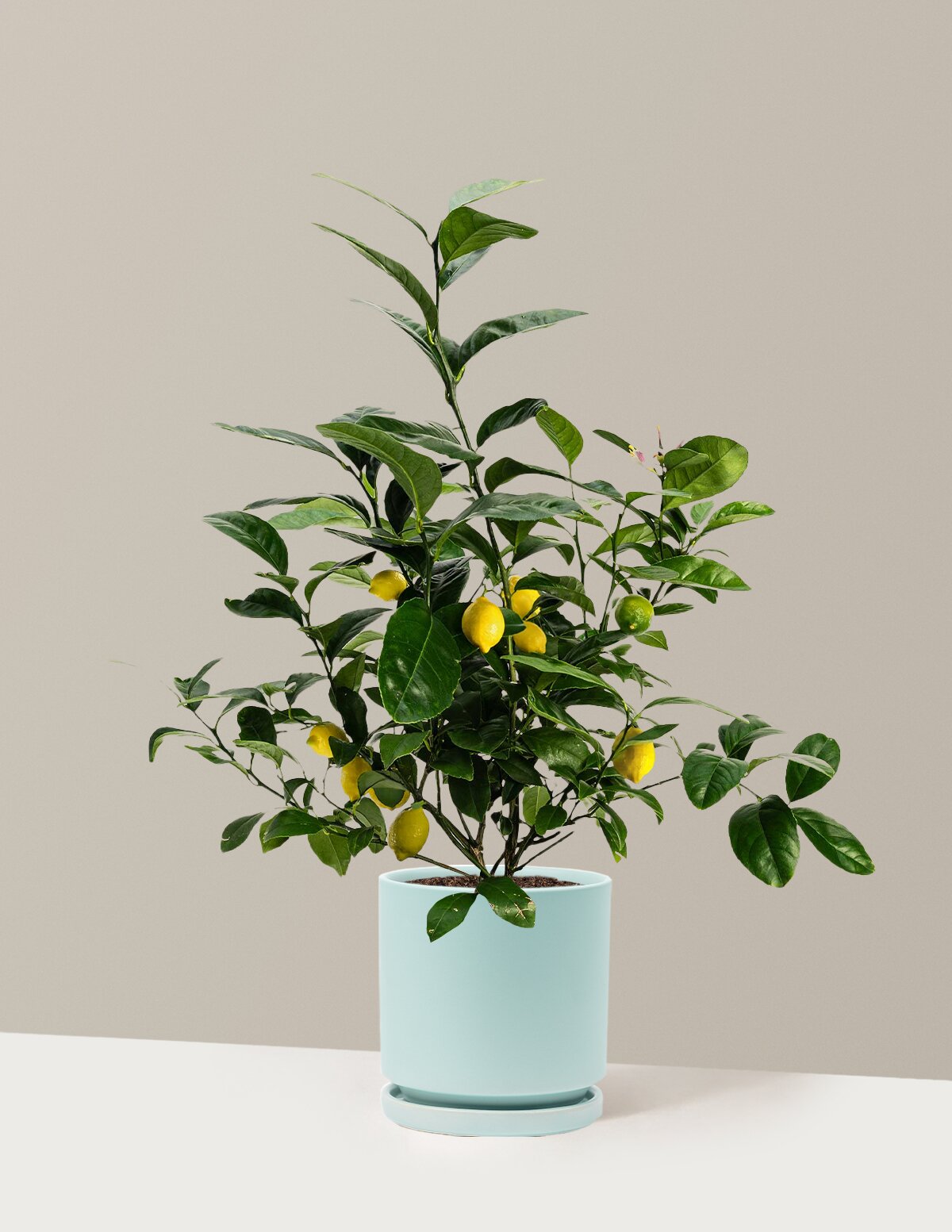 Meyer Lemon