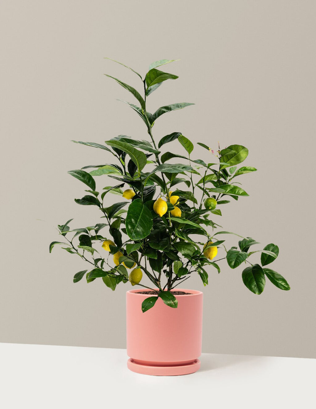 Meyer Lemon