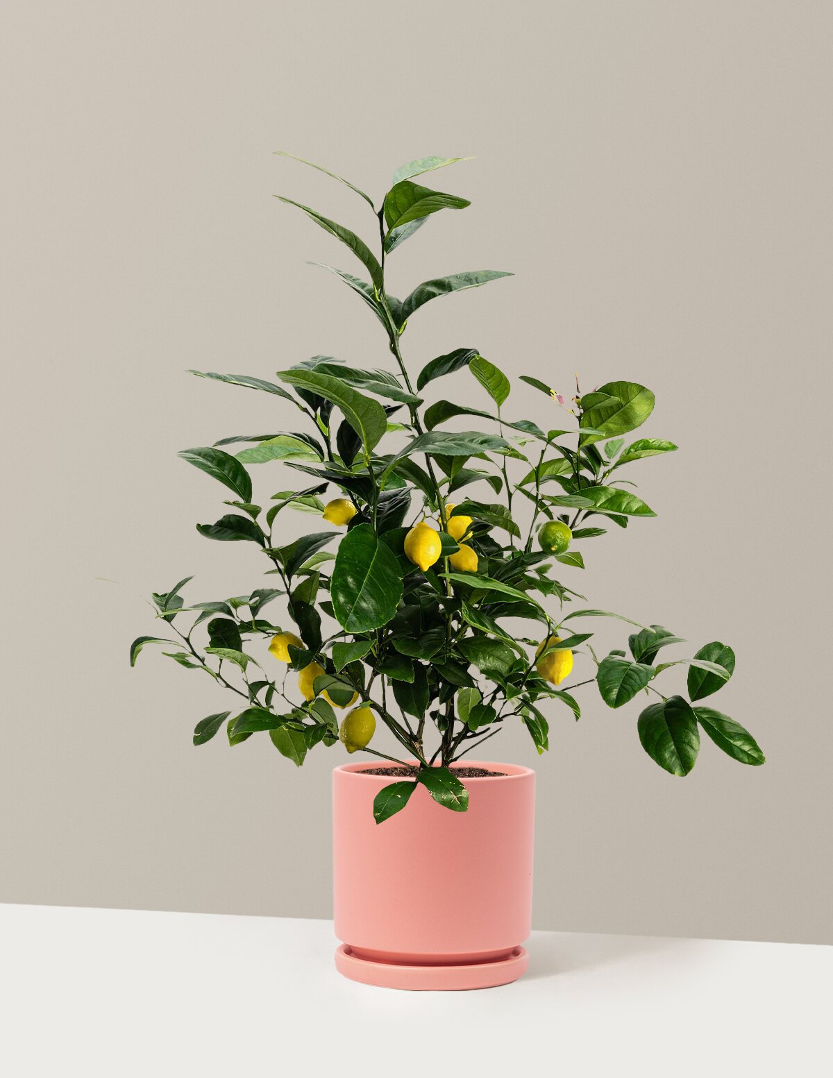 Meyer Lemon