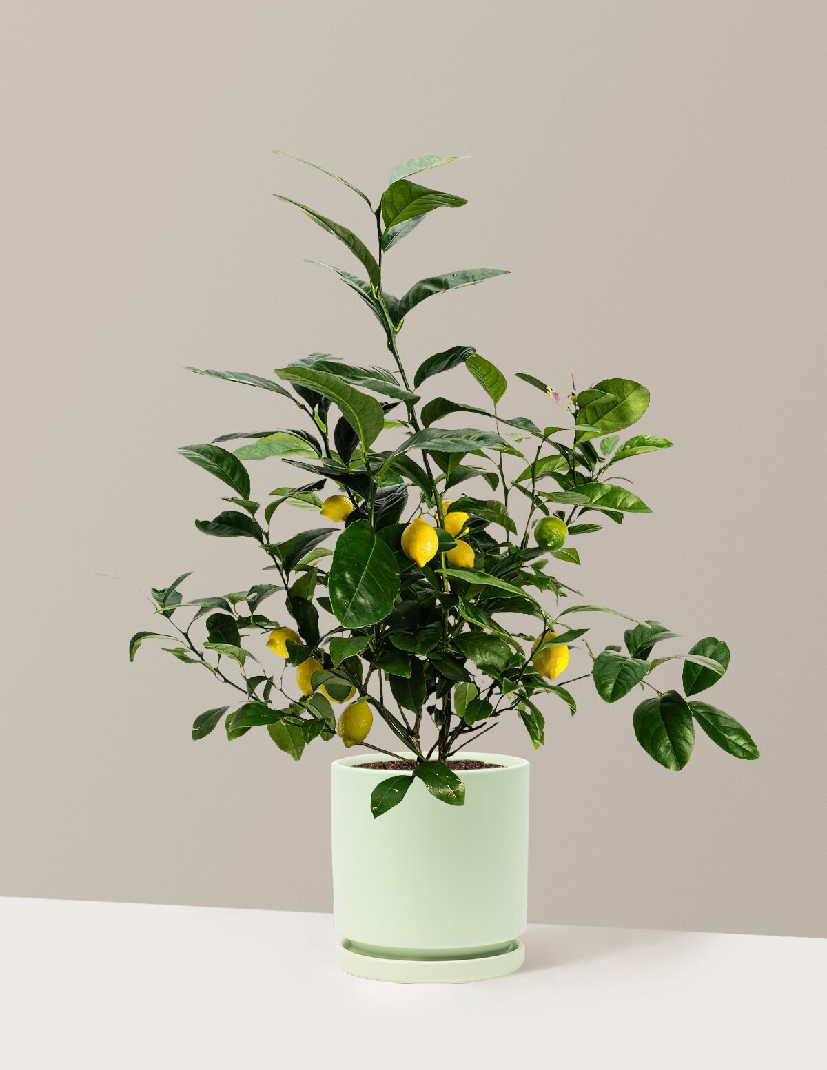 Meyer Lemon