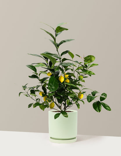 Meyer Lemon