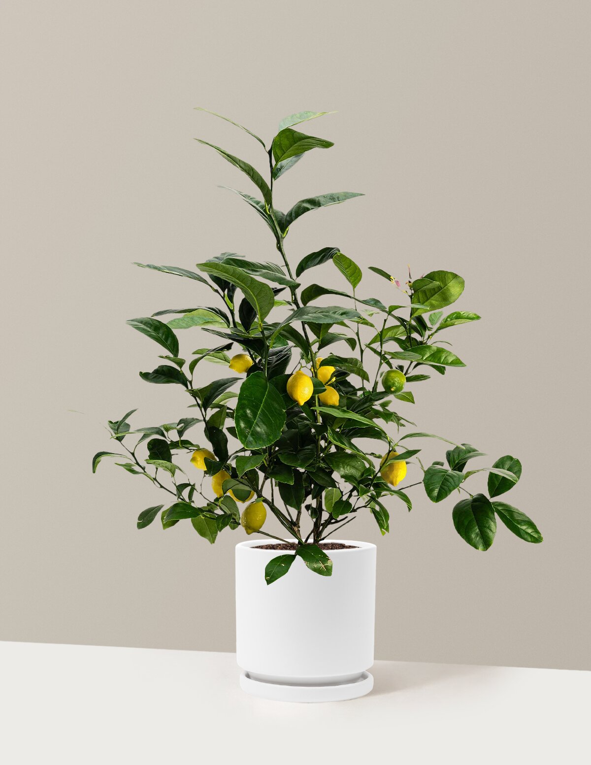 Meyer Lemon