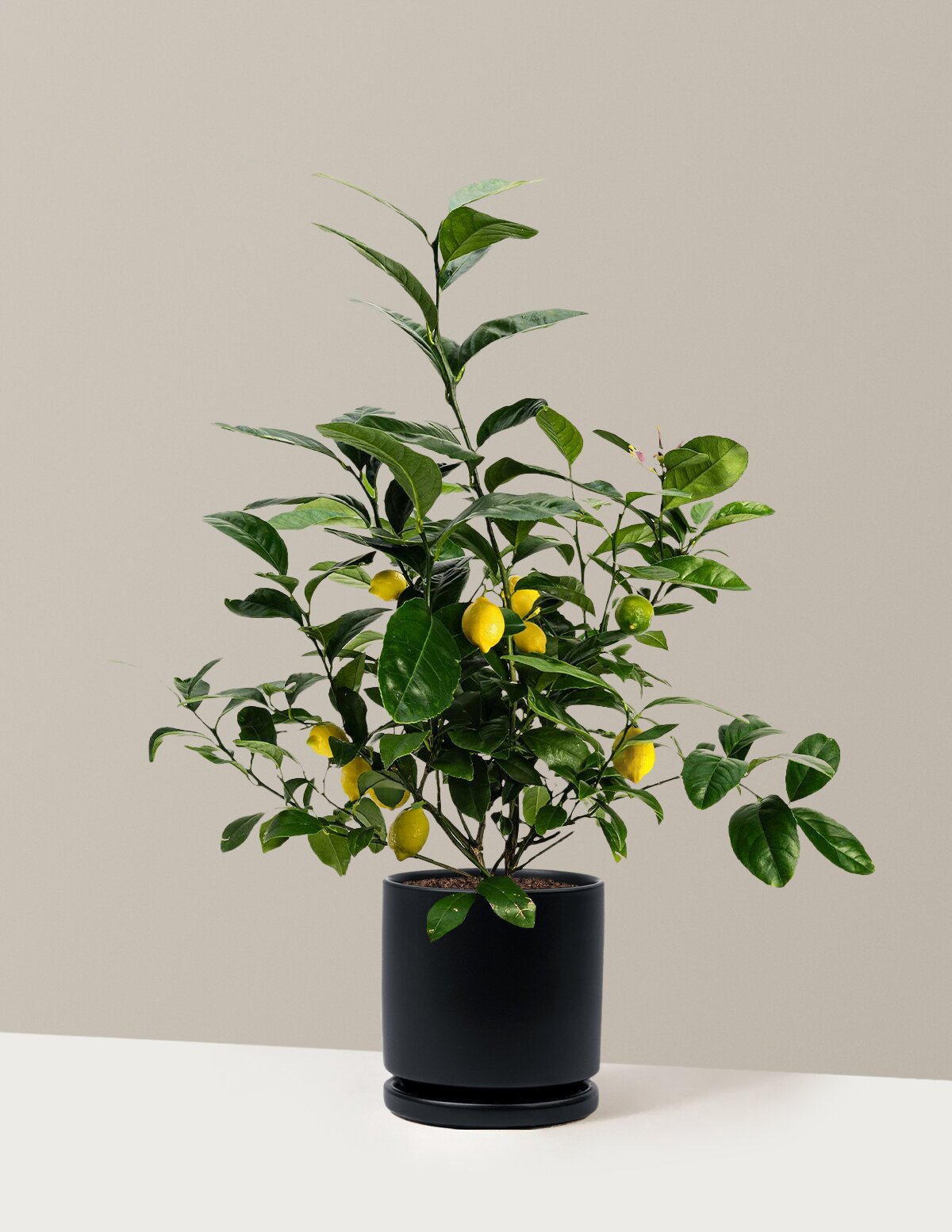 Meyer Lemon