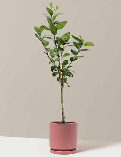 Meyer Lemon
