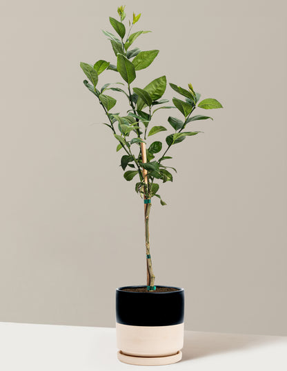 Improved Meyer Lemon Tree