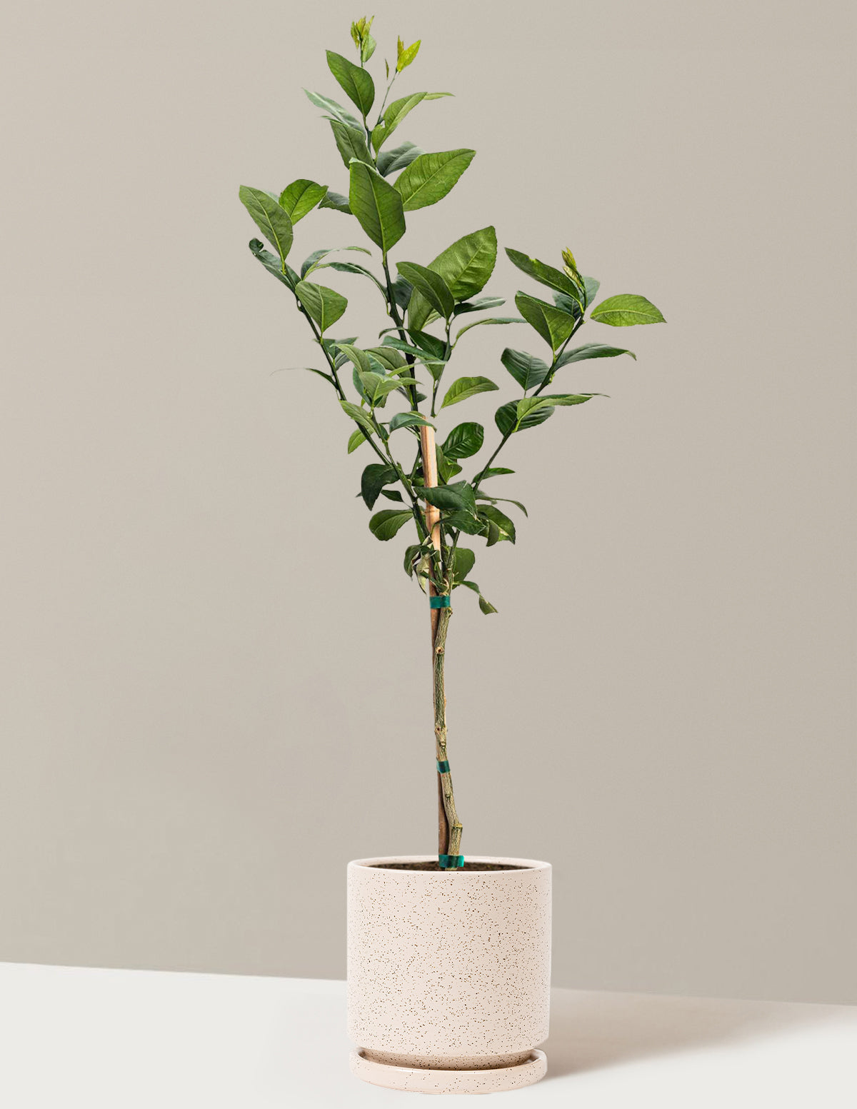 bundle | 1-2 ft. | Isabella | White Sesame