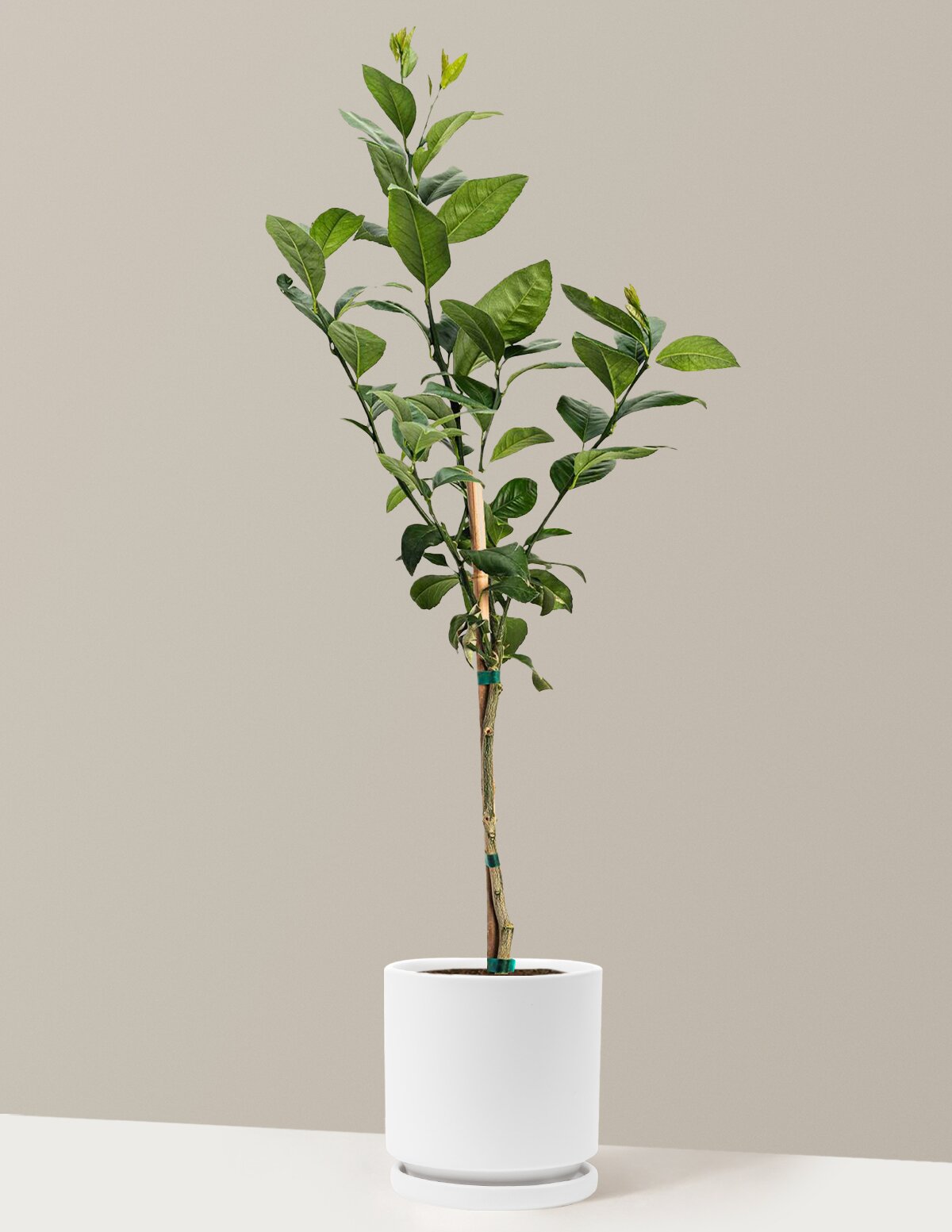 Meyer Lemon