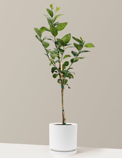 Meyer Lemon