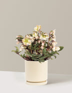bundle | 1 Gallon | Isabella | Almond
