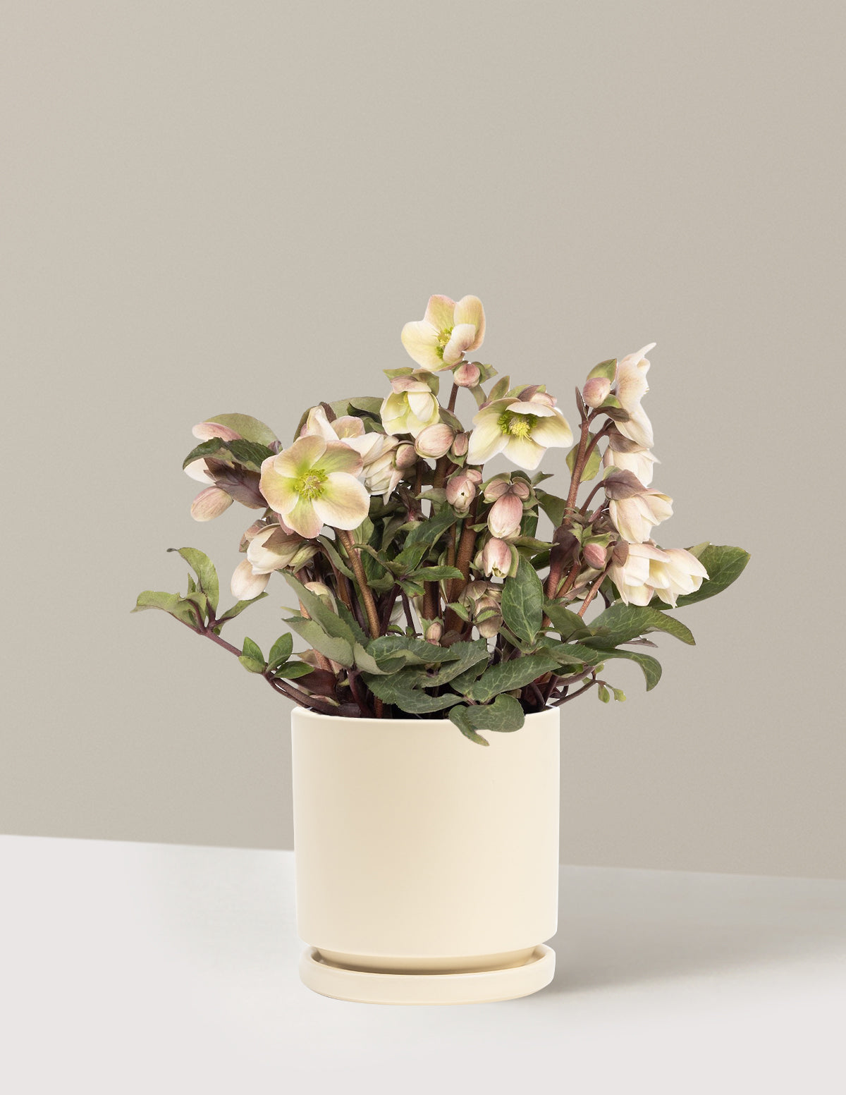 Ivory Prince Hellebore