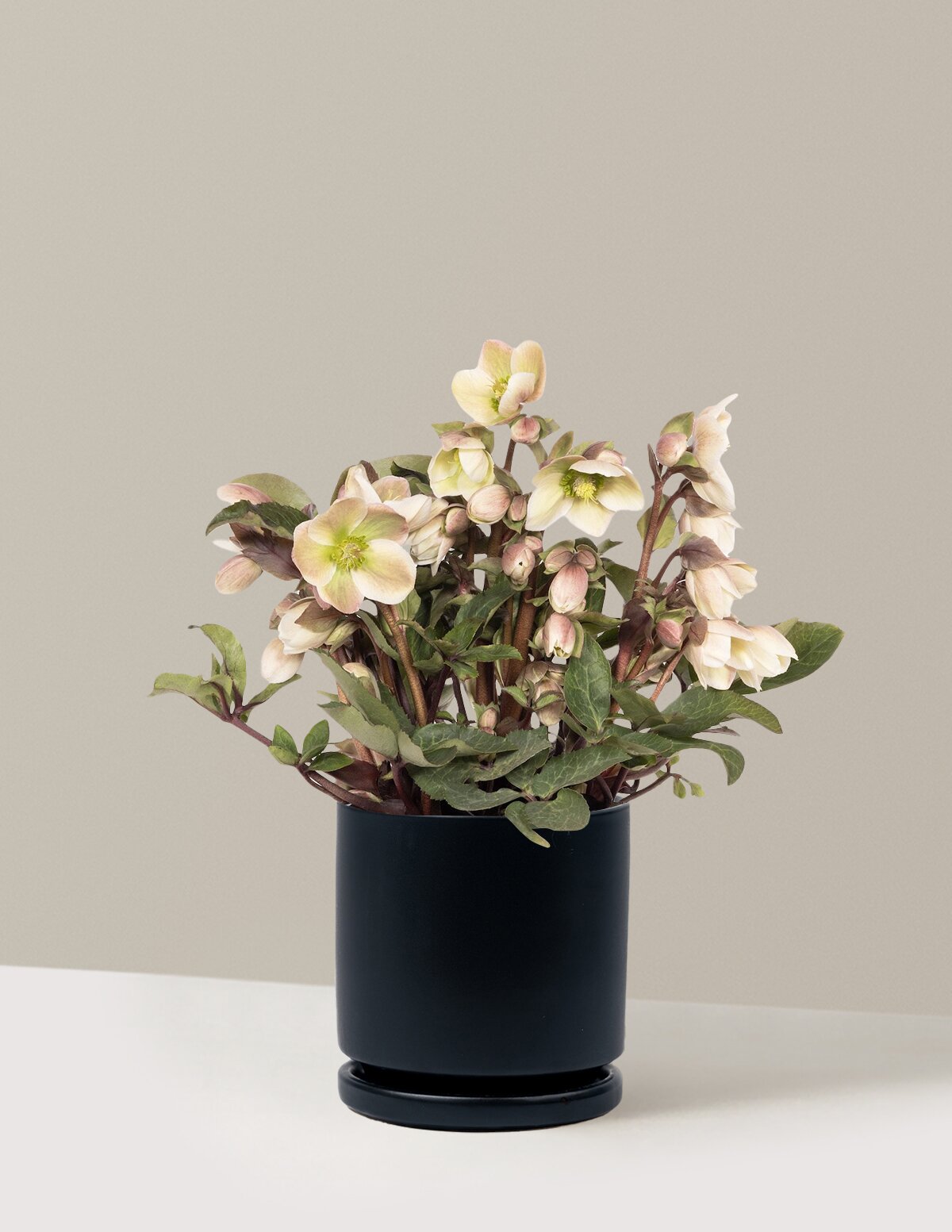 Ivory Prince Hellebore